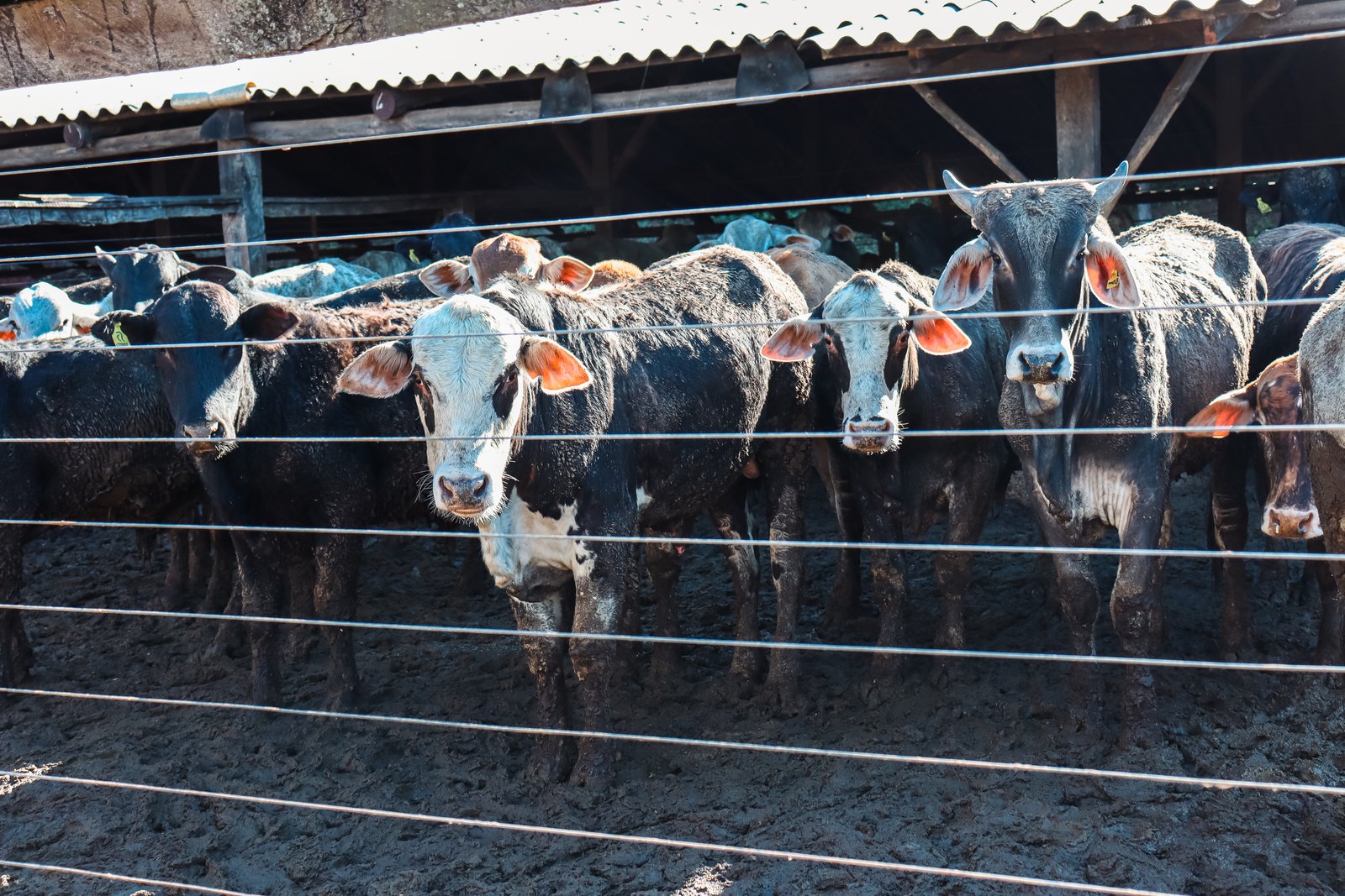 Foto de FAZENDA SUPER 500