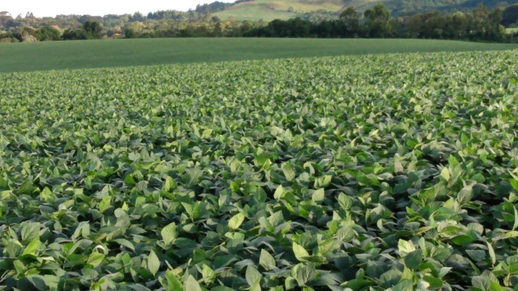 Foto de FAZENDA SUPER 500