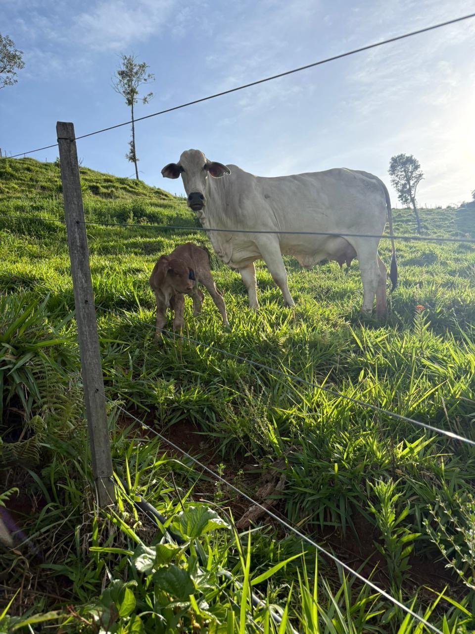 Foto de FAZENDA SUPER 500