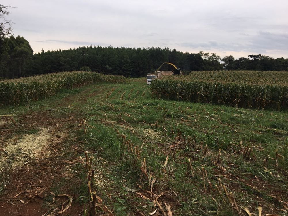 Foto de FAZENDA SUPER 500