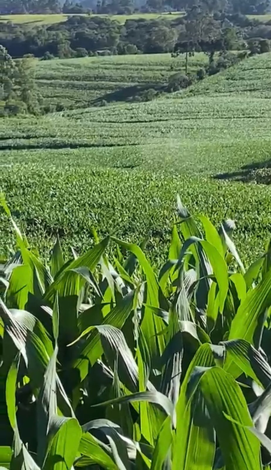 Foto de FAZENDA SUPER 500
