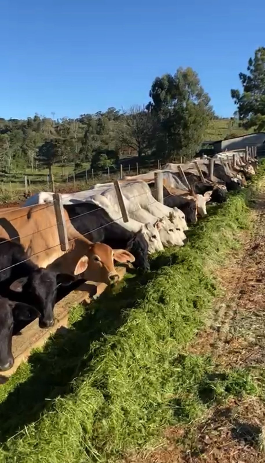 Foto de FAZENDA SUPER 500